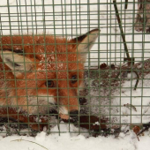 Pri bažantej škodná.