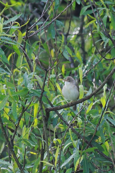 Trsteniarik škriekavy.