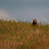 Spomienka na deratizera.