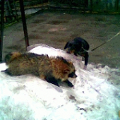 úlovok kolegu z PZ,fotené mobilom