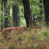 14 torak