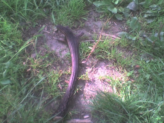 čosi sneho bude ak dožije