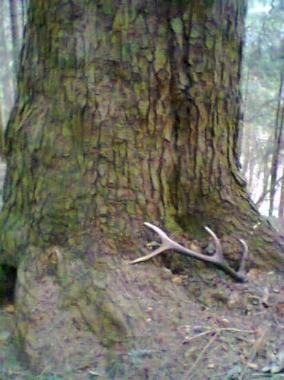 osmák spod starej jedľe