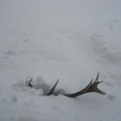 orava