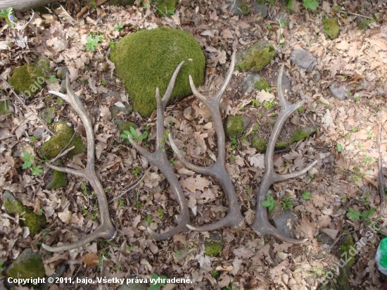 A tak sa mi dnes nikde nechcelo ist...