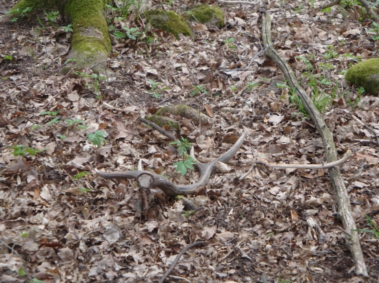 potesujuci pohlad...