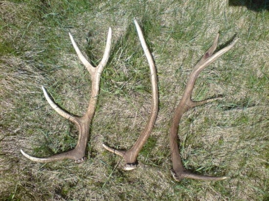 na jednej lucke za 15 minut