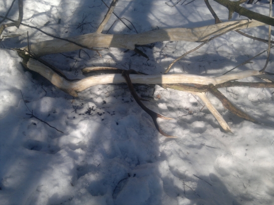 prva vychadzka a hned uspesna:-)