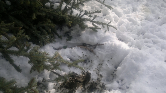 ani maskovanie mu nepomohlo:-)