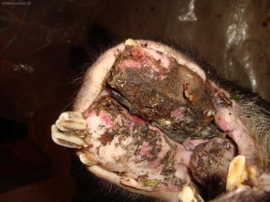 dostreleny diviak...