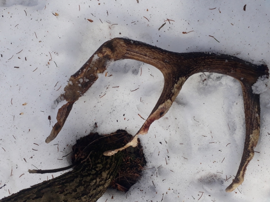 Myši si prišli na svoje