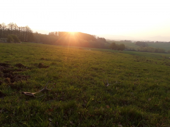 V ranných ĺúčoch