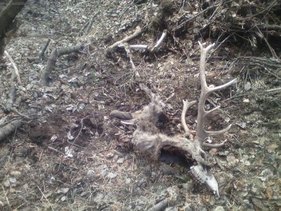 streleny na hlavu a nedohladany!!!