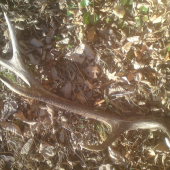 moj ulovok zo spolocnej...