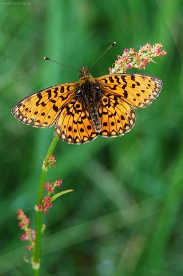 Hnedáčik mriežkovaný