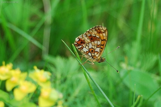 Perlovec dvanásťškvrnný