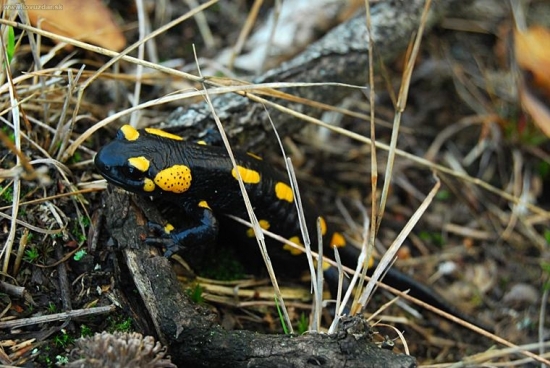 salamandra škvrnitá