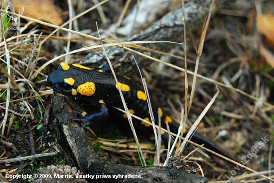 salamandra škvrnitá