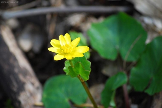 záružlie močiarne