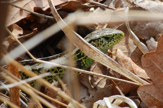 a nie a nie vyliezť