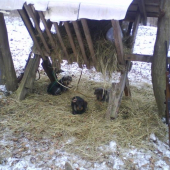 Spoločna poľovačka