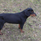 kopov