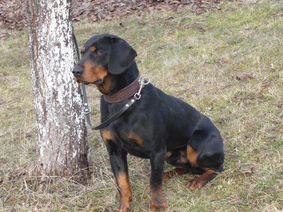 Ceder z Halče nový pes v chove