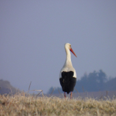 Posol dobrých správ :)))