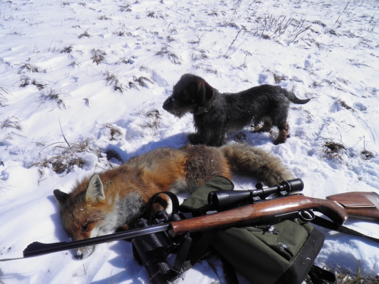 Bronzovy lišiak a Yorik