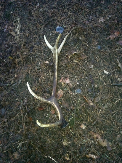 Včera vytiahnutý spod lístia