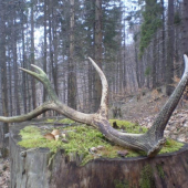 včerajši-škoda že poznačeny časom