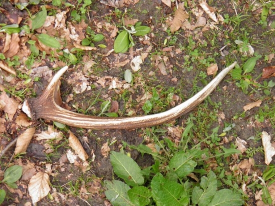 najdeny 21.5 na ceste