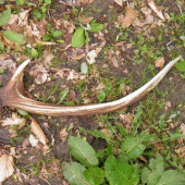 najdeny 21.5 na ceste