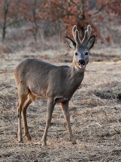 Pravidelný návštevník môjho krmoviska.