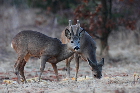 Dnes doviedol aj  kamošku
