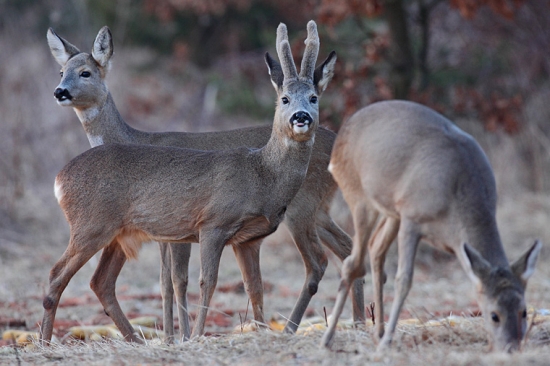 Celá rodinka na hostine