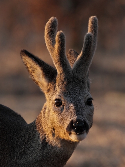 Stihol to pred západom slnka.