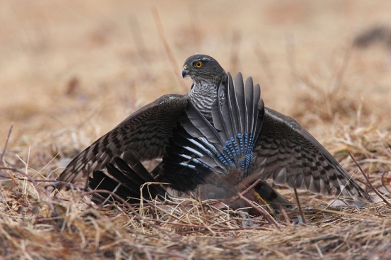 Krahulec s úlovkom.