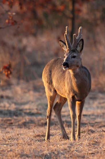 Vo farbe západu slnka