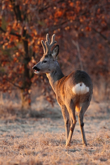 V ohni zapadajúceho slnka