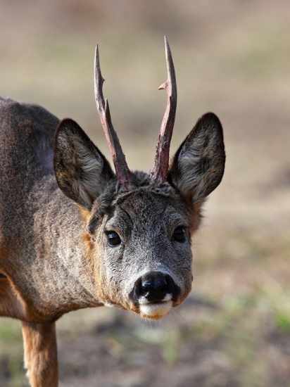 Ešte presrstiť do letnej srsti