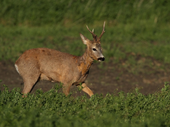 Presrsťujúci srnček