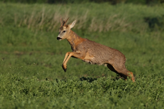 Značenie po zásahu canonom 7D