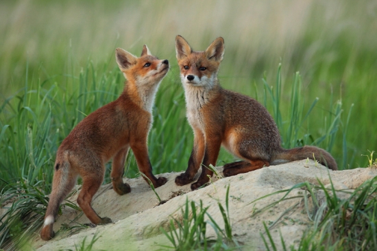 Bratku,ale rastieš.