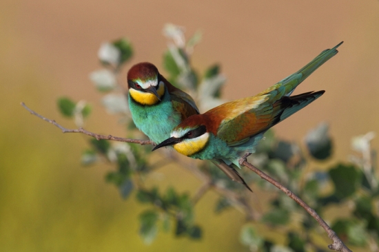 Samička pripravená na párenie.