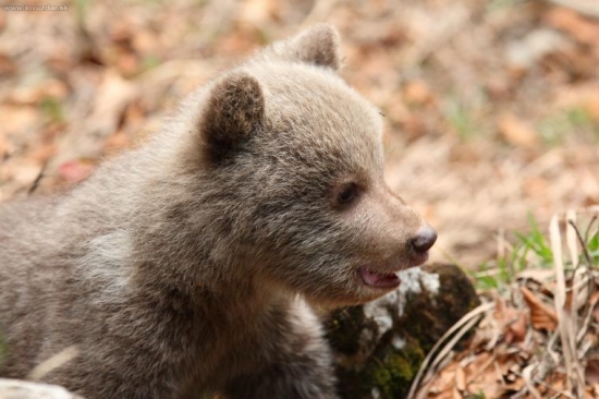 Tentokrát bez úrazu.
