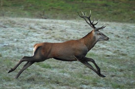 Unikajúci bočný jeleň pred starším jeleňom