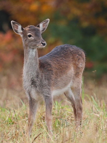 Farby jesene a dančiatko