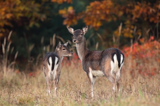 Jesenná krása prírody.