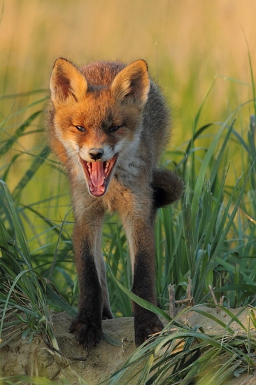 Zožeriem každého poľovníka